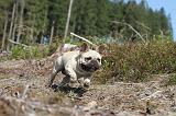 BOULEDOGUE FRANCAIS 107